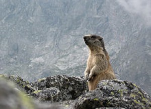 220px-m.marmota_latirostris_in_velka_studena_dolina_2.jpg